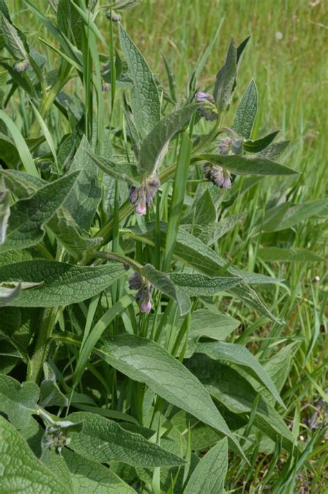 12 Uses For Comfrey Plants In The Garden And Homestead Joybilee Farm