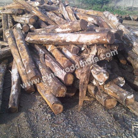 Pine Ripsaw Logs At Best Price In Gandhidham Gujarat M K Pine Wood Llp