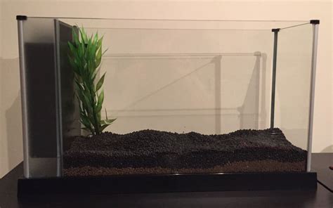 How To Add Live Plants To Your Aquarium The Step By Step Guide