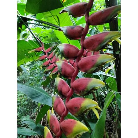 Jual Tanaman Hias Bonggol Pisang Bali Pisang Betet Shopee Indonesia