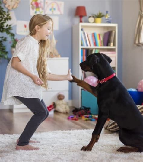 Dresser chien adulte comment procéder pour le dressage