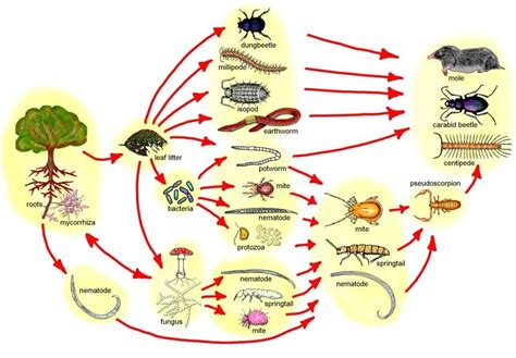 Soil Organisms Genival Inc