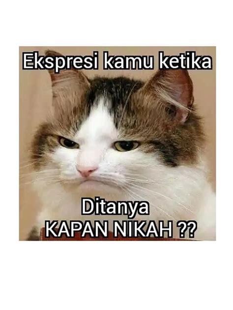 meme gambar kucing  bikin ketawa lepas ubah sedih jadi senyum