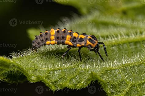 Spotless Lady Beetle Larvae 16321258 Stock Photo at Vecteezy