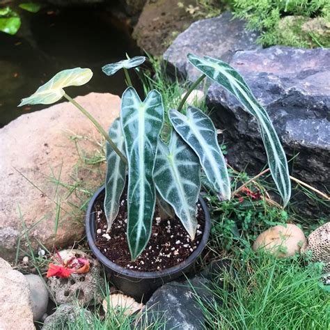 Alocasia Bambino Arrow Mybageecha