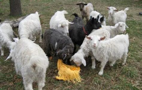 Pygora Goat Breed For Fiber: Origin, Characteristics, Feed & Shearing