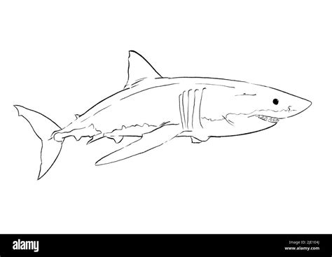 great white shark illustration Stock Photo - Alamy