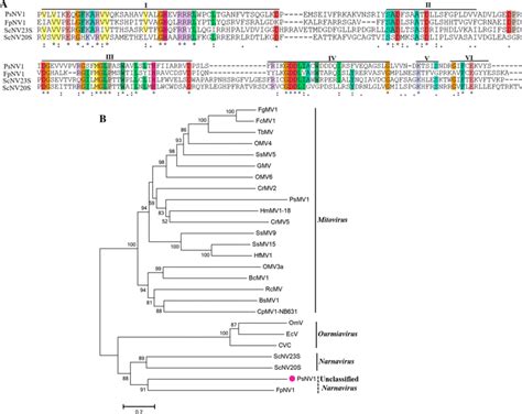 A Sequence Alignment Of The Rdrp Amino Acid Sequences Of Psnv1 And