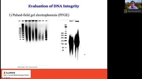 Using The Capabilities Of The Sequel II System For Genome Assembly And