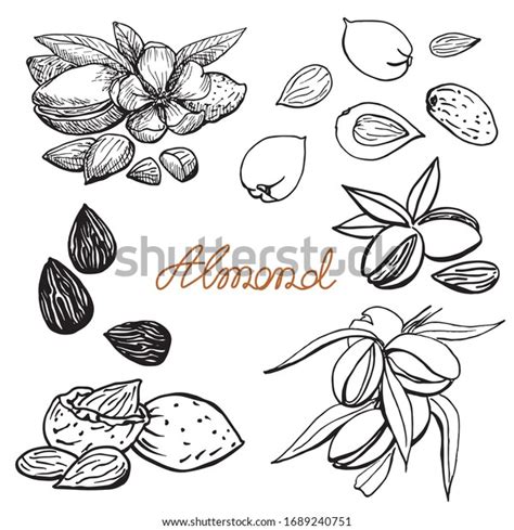 Almond Set Hand Drawn Sketch Graphic Stock Vector Royalty Free