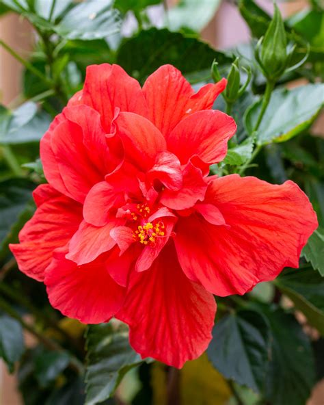 Tropical Hibiscus Double Red PlantVine