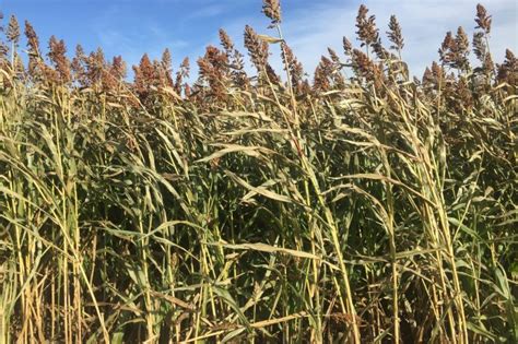 Sormax Bmr Forage Sorghum Seed Renovo Seed