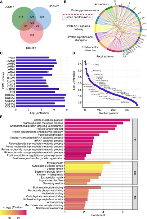 Cervical Extracellular Matrix Hydrogel Optimizes Tumor Heterogeneity Of