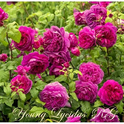 Young Lycidas Янг Люсидас, купить саженцы английской розы - RoseGrad