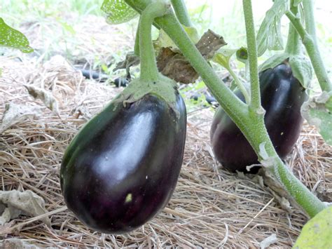 Black Beauty Eggplant