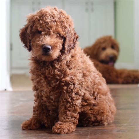 8 Week Old Goldendoodle Young Energetic And Docile Puppy