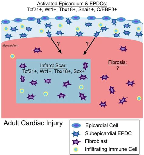 Model Depicting Epicardial Cell Reactivation And Expression Of Download Scientific Diagram