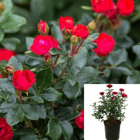 Rosa Drift Red 5Gallon Rose Plant Groundcover Flower Live Plant – NNplant