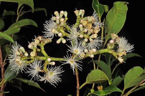 Syzygium Robinsonii Myrtaceae Image 129513 At PhytoImages Siu Edu