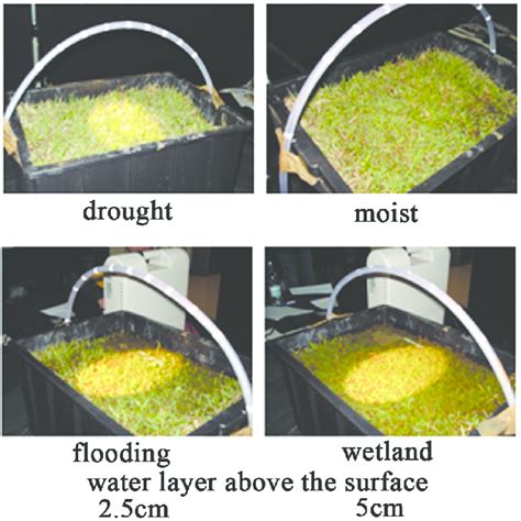 Laboratory Experiment Grass At Different Stages Of Flooding Download Scientific Diagram