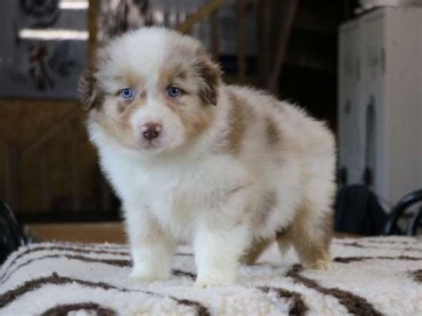 Chiots Bergers Australiens Lof Disponibles Petite Annonce Chien