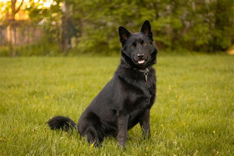 12 Stunning Black Dog Breeds