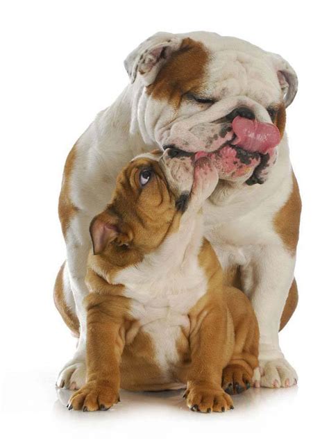 Female Bulldog Names For Your Special Girl