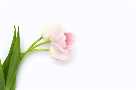 Premium Photo | White pink tulips on white background