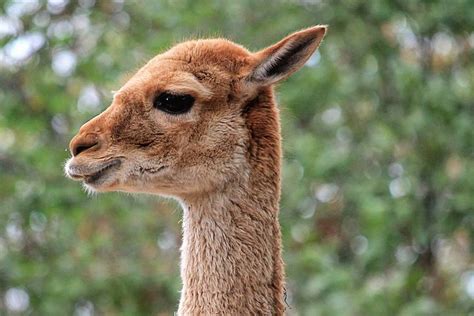 400 Free Llama And Alpaca Photos Pixabay