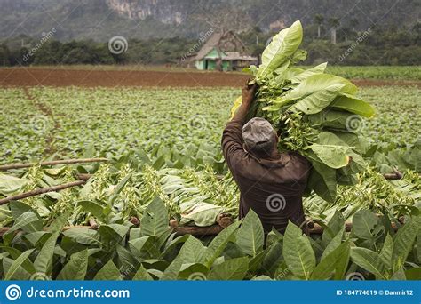 Tobacco Farmers Collecting Tobacco Leaves In A Beautiful Green