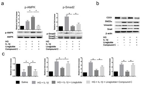 Cells Free Full Text Liraglutide Inhibits Endothelial To Mesenchymal Transition And