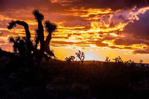 12 Unique Things to Do in the Mojave Desert: Must-See Attractions - CRAZY NEWSX