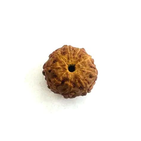 Multiple Use 9 Mukhi Rudraksha At Best Price In Jaipur K Gems