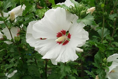 Hibiscus Syriacus