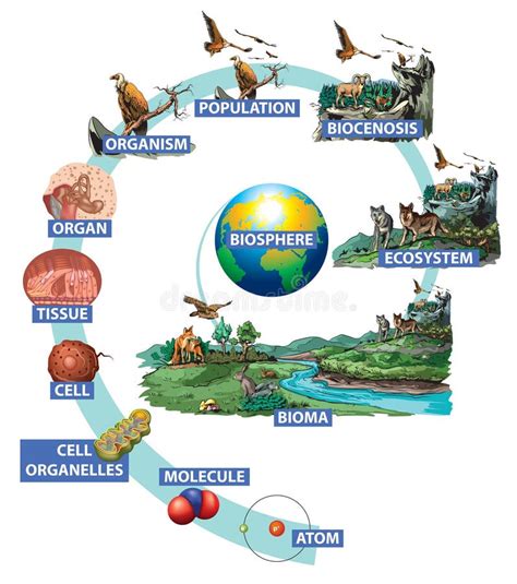 Biology Hierarchy Stock Illustrations – 145 Biology Hierarchy Stock ...