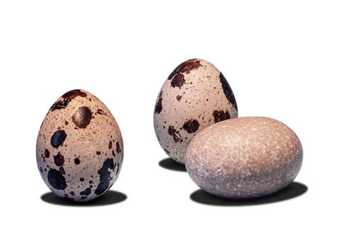 Premium Photo Two Quail Eggs In A Vertical Position Near A Stone Sea