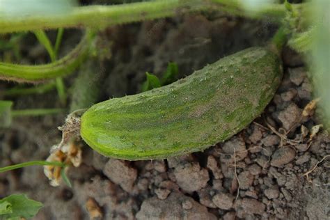 Fondo Tierra De Cultivo De Pepino Crecer Foto E Imagen Para Descarga Gratuita Pngtree