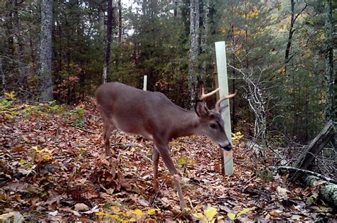 tree guards deer