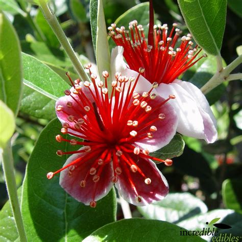 Feijoa Sellowiana Incredible Edibles Nzs Edible Plant Specialists