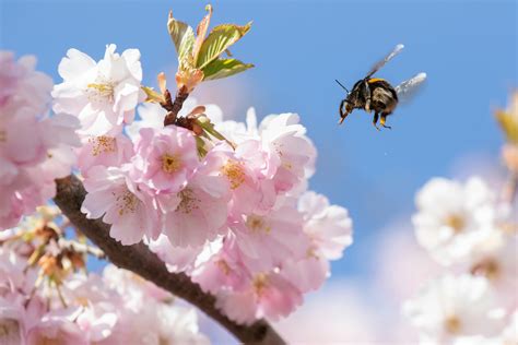 Animated Wallpaper Cherry Blossom Photos, Download The BEST Free ...