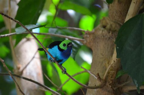 13 Amazing Facts About Paradise Tanagers (With Photos)