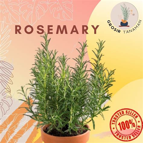 Jual Tanaman Rosemary Rosemari Pengusir Nyamuk Shopee Indonesia