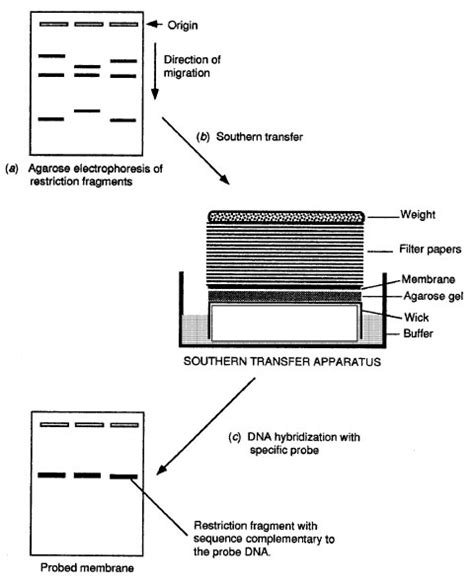 Nucleic Acid Hybridization | Nucleic Acid Manipulations | Molecular and ...