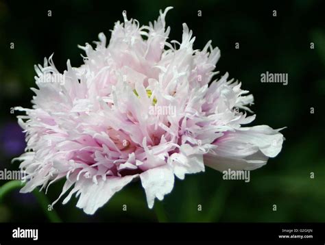 British Wild Flowers Stock Photo - Alamy