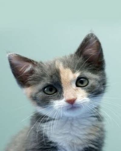 Dilute Calico Cat Detailed Information About The Black White And Orange Calico Cat