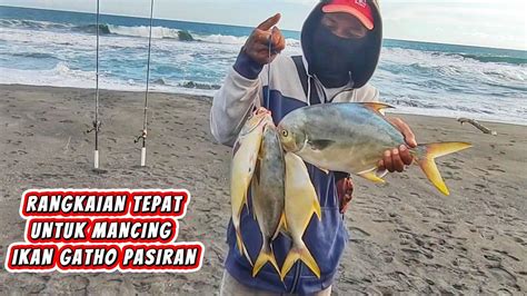 FULL STRIKE WAKTU YANG PAS UNTUK BERBURU IKAN GATHO Manfaatkan