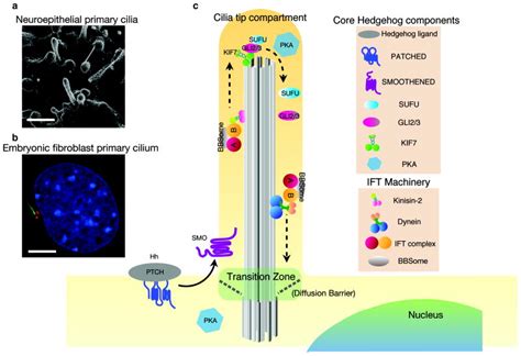 Microtubule Motors Drive Hedgehog Signaling In Primary Cilia