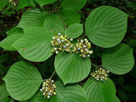 Toronto Wildlife - Dogwood Family