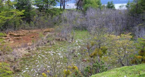 Congreso Despacha Proyecto De Ley Para La Protecci N Ambiental De