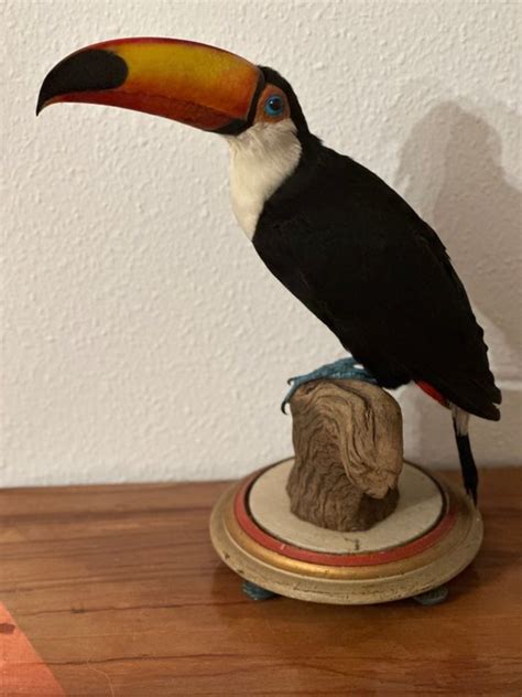 Toco Aka Giant Toucan Ramphastos Toco With Proof Of Catawiki